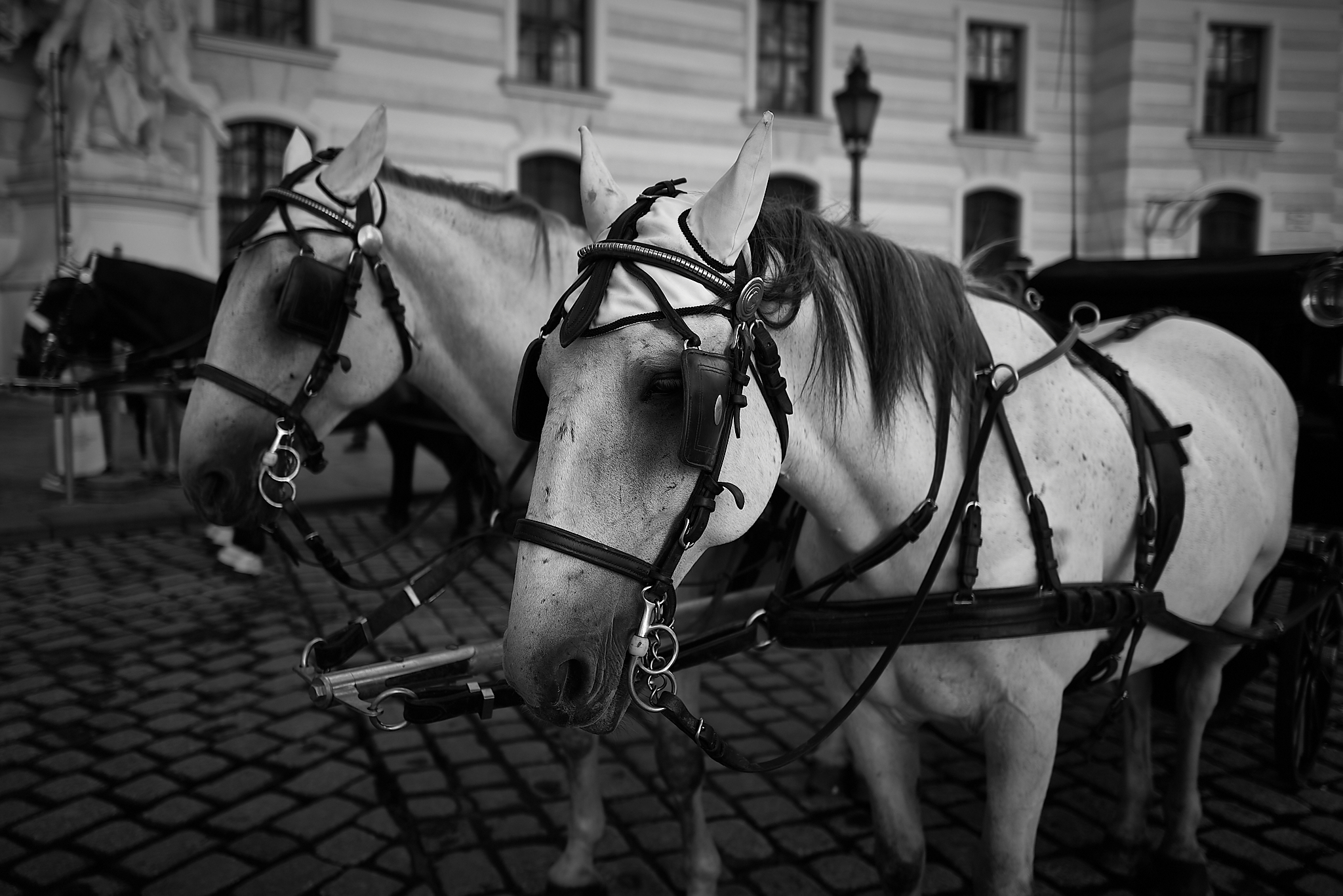 A horse waiting for tourists ta carry around the city.