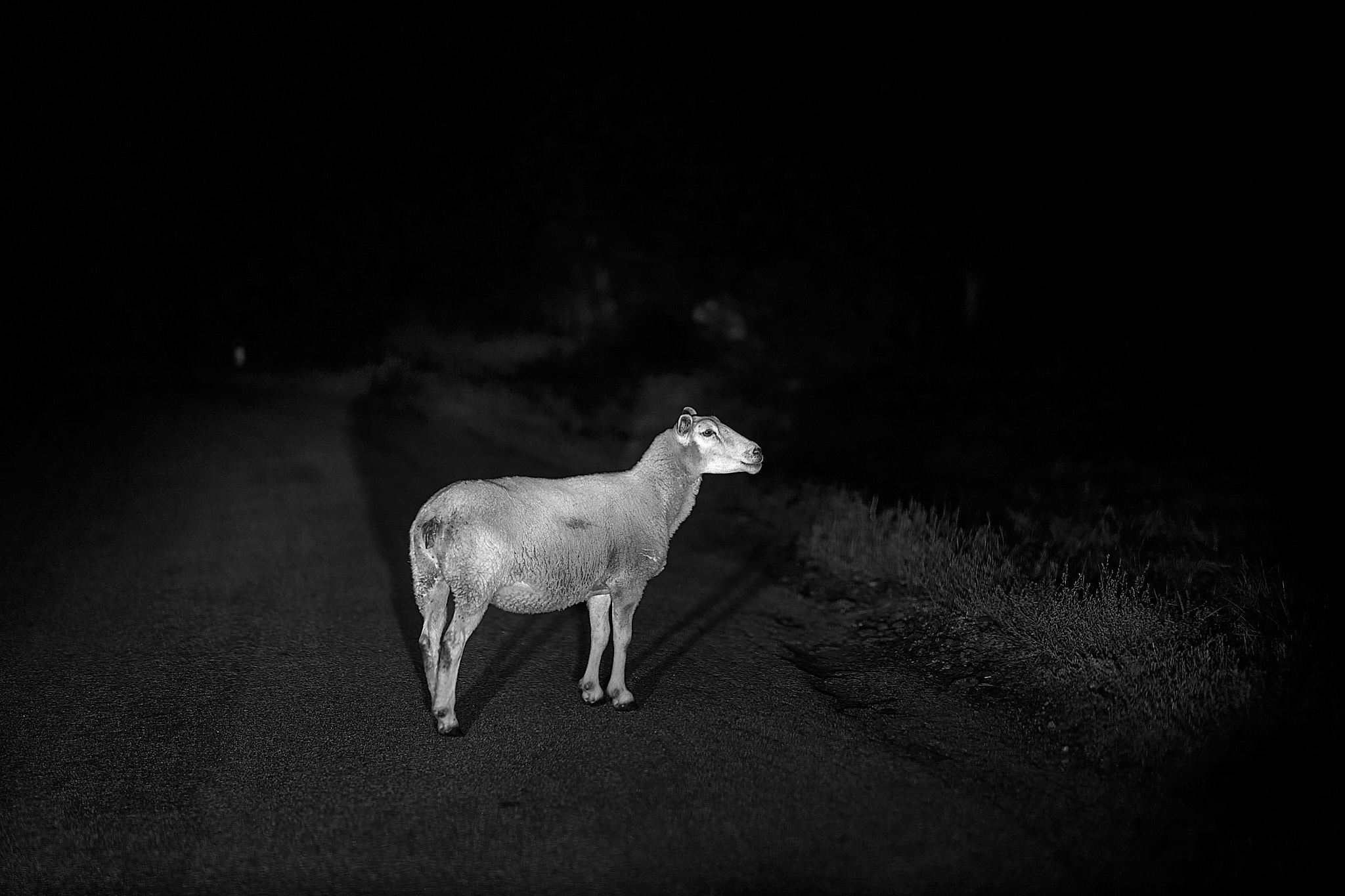 Night Sheep